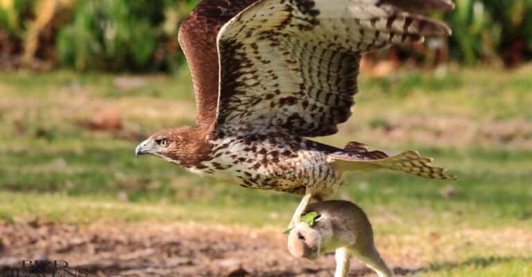 Do Hawks Hunt At Night – The Truth Revealed 