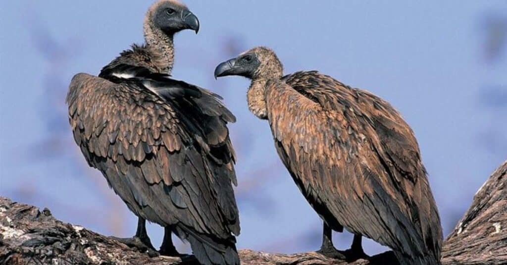 Do Vultures Attack Humans