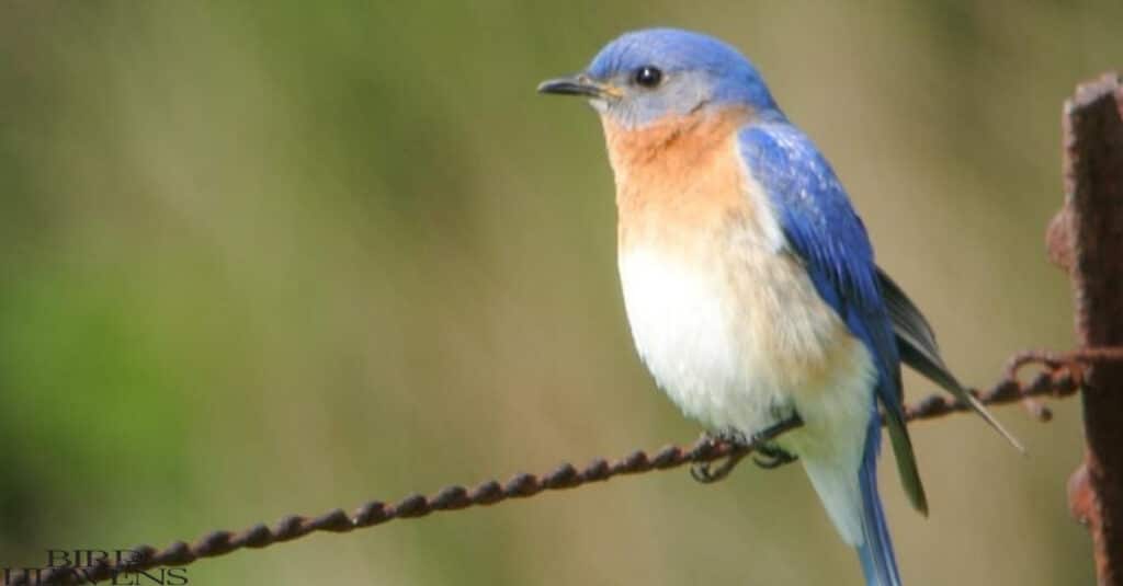 Eastern Bluebird