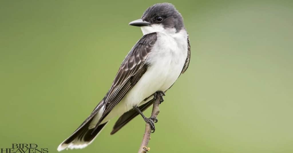 Eastern Kingbird is a black bird with white belly