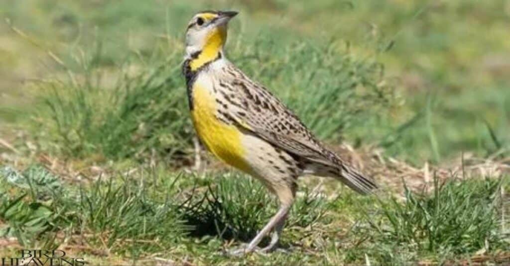 Eastern Meadowlark is ohio's yellow bird