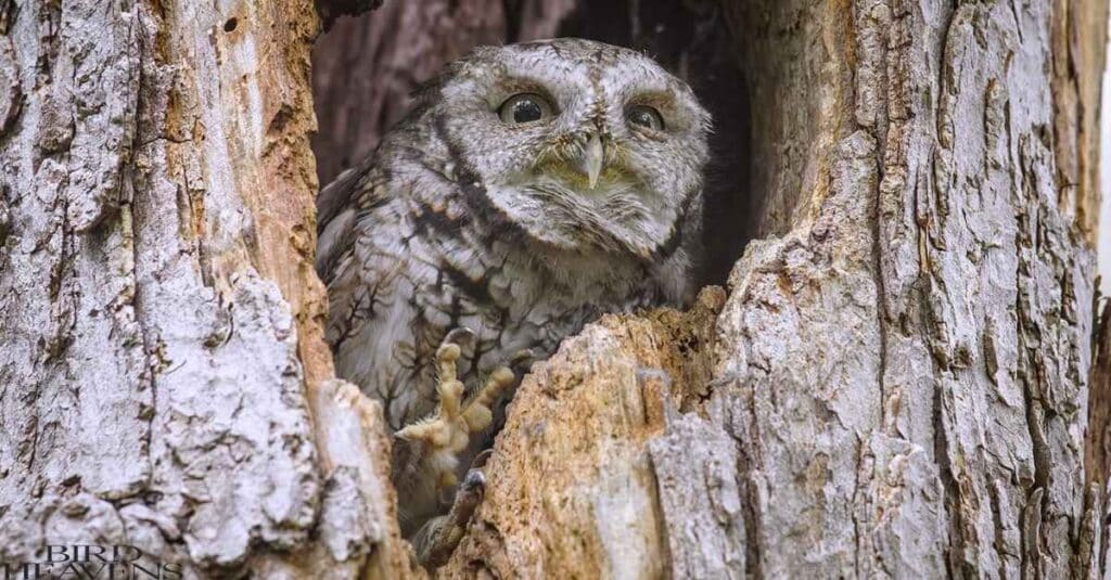 Eastern Screech-Owl is perched inside a hole in tree