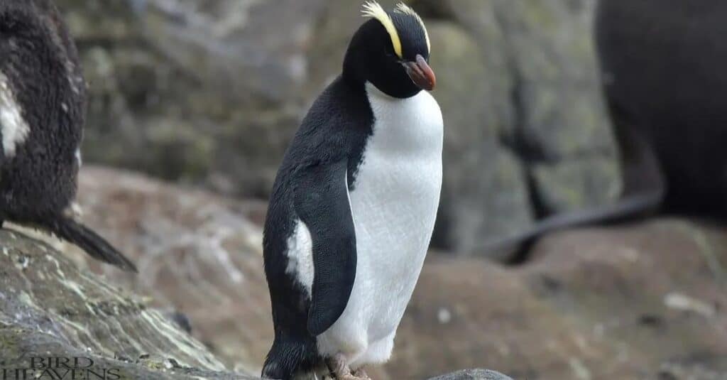 Erect-crested Penguin is standing on rock