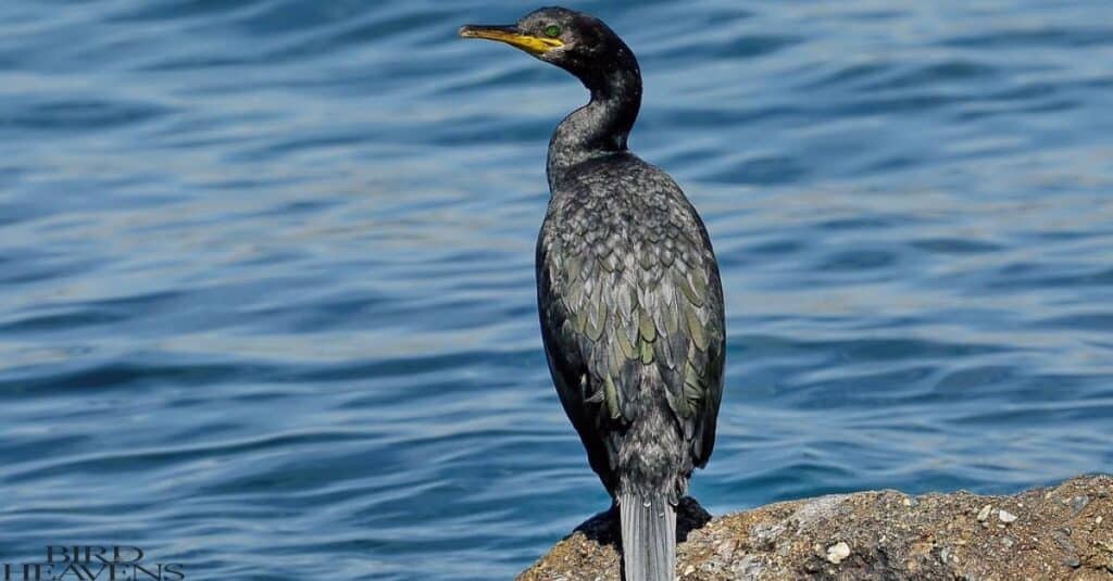 European Shag is in list of birds having funny names