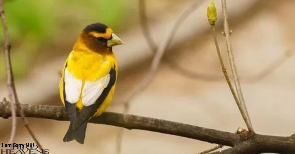 Evening Grosbeak is perched on a tree