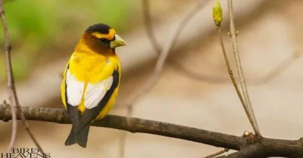 Evening Grosbeak is perched on a tree and looking behind