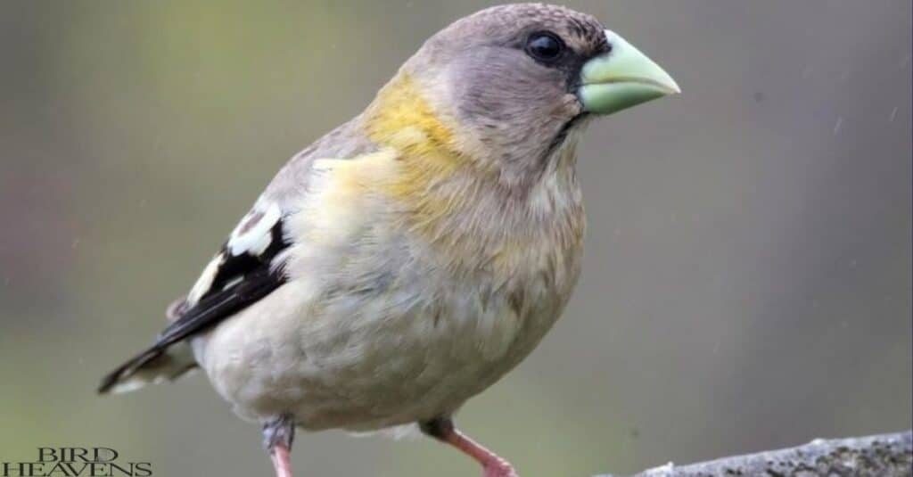 Evening Grosbeak is perched on tree