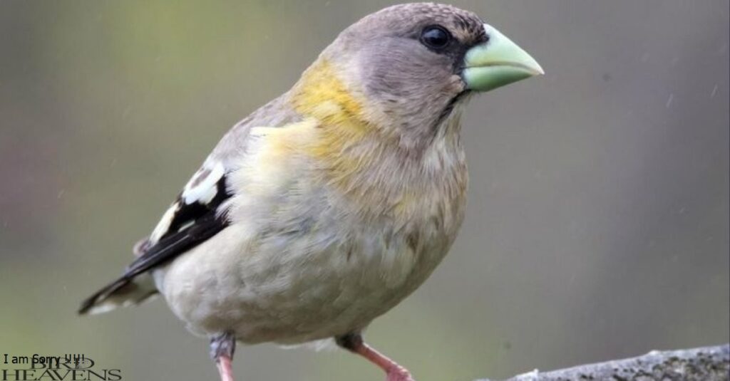 Evening Grosbeak is sitting on tree