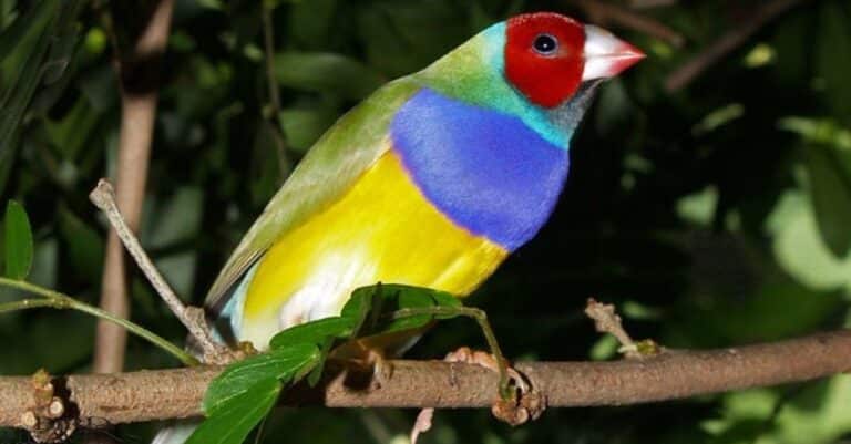 Finches In Florida – The Complete Guide To Florida Finches