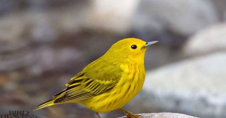 Finches In Texas – The Complete Guide To Texas Finches