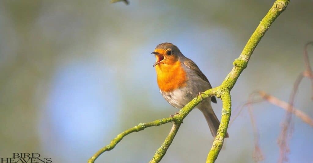 Finches in North Carolina