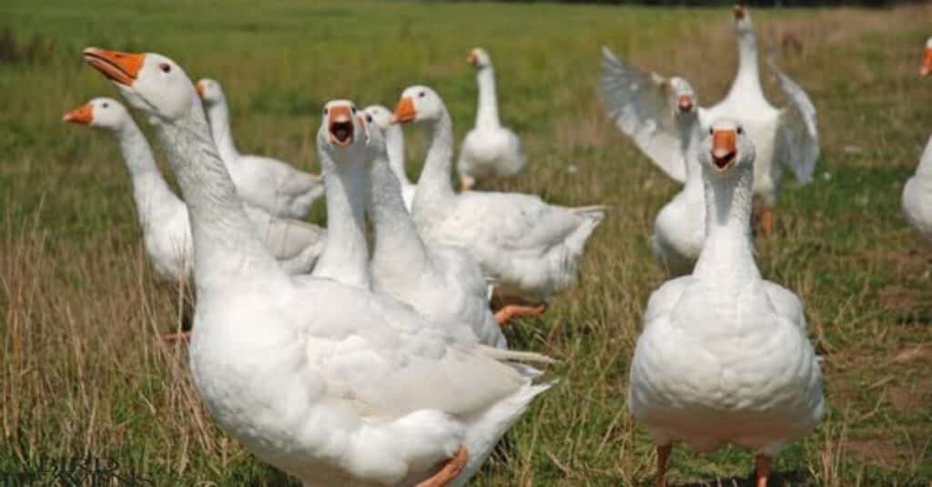 Geese are Honking on ground