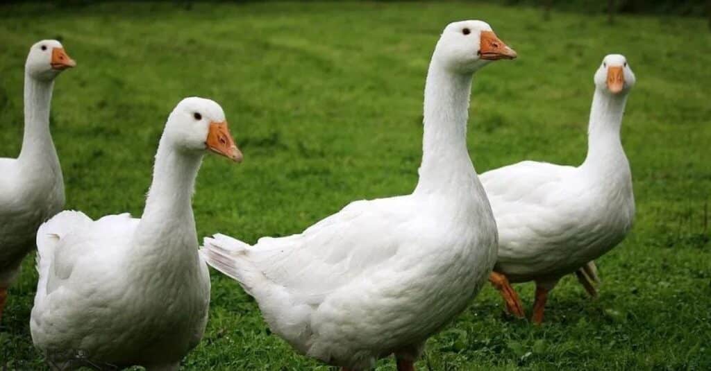 Geese honking is the well-known form of goose communication