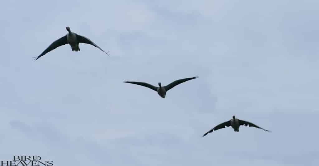 Geese Honking plays a crucial role in  navigation for long flight