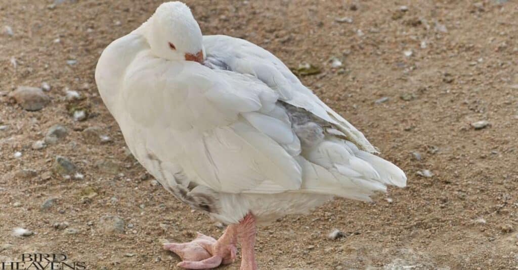 Geese is sleeping with one eye open