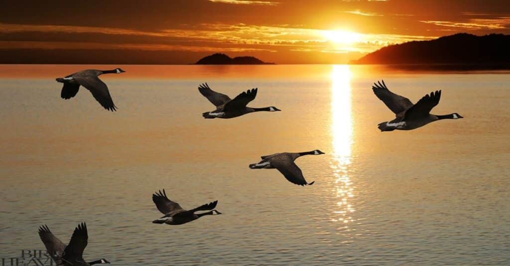 Geese often fly at nigh during migration