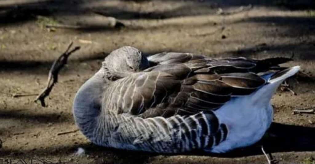 Geese sleep with head under wing