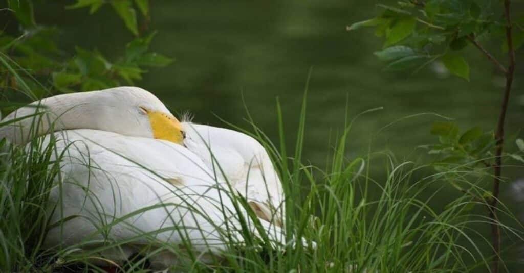 Geese sleep on land