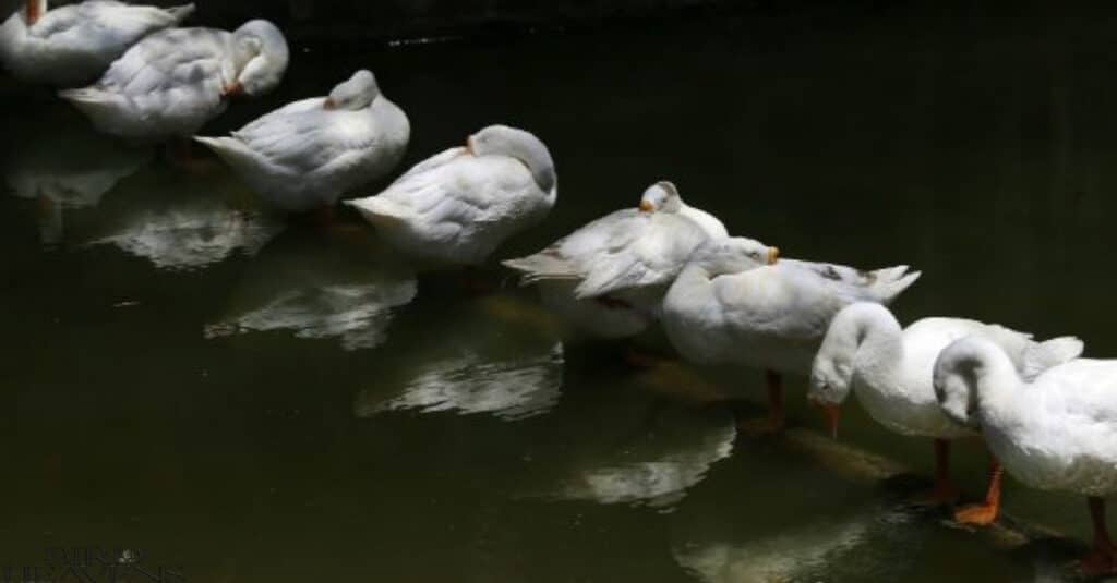 Geese sleep on water