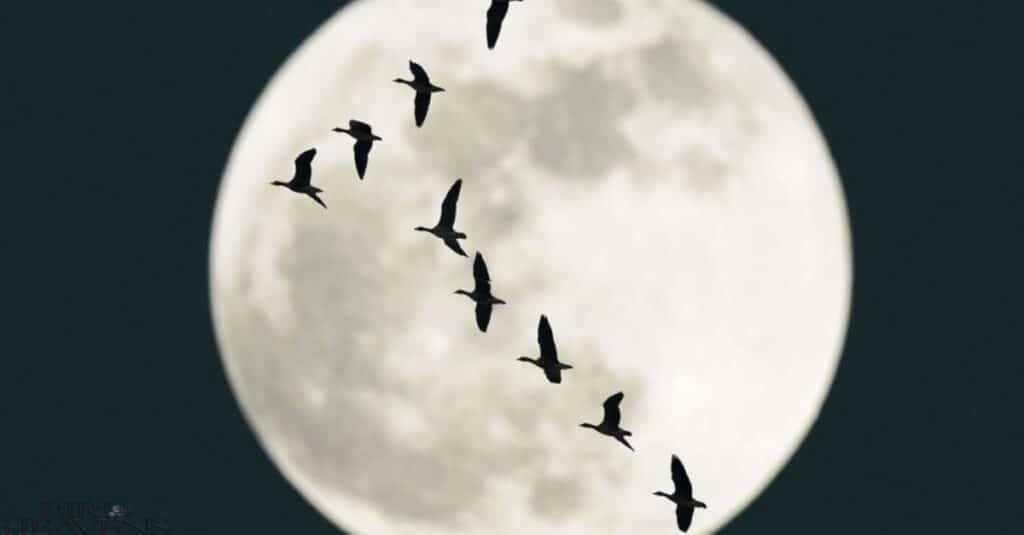 Geese's use stars and moon positions during navigation in drak