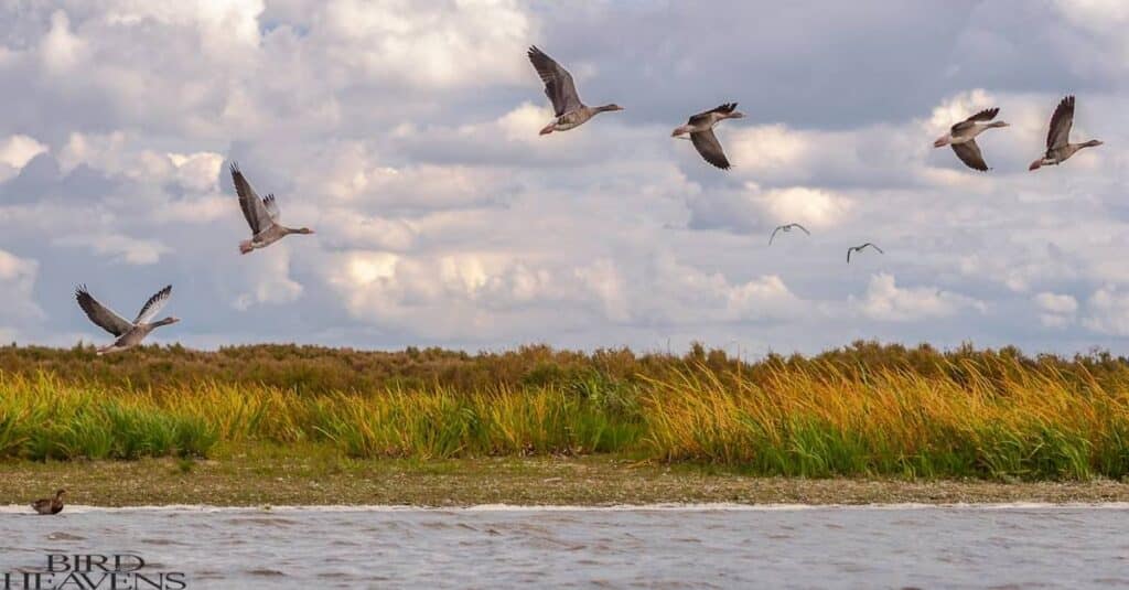 Geese hon while flying to communicate with each other