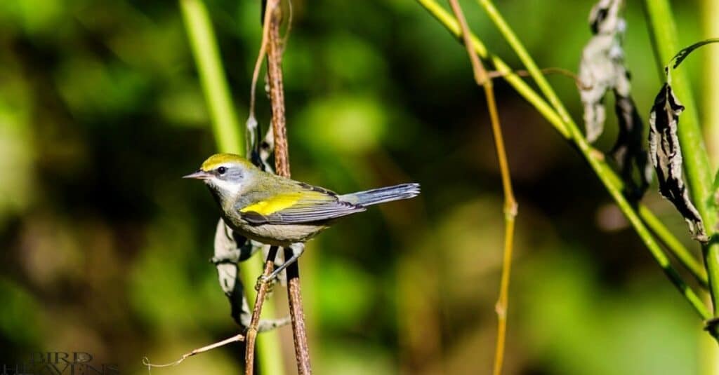 Golden-winged Warbler is yellow bird found in ohio