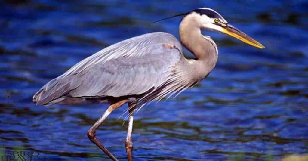 Great Blue Heron is michigan heron