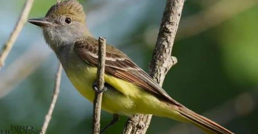 Great Crested Flycatcher perched high on tree