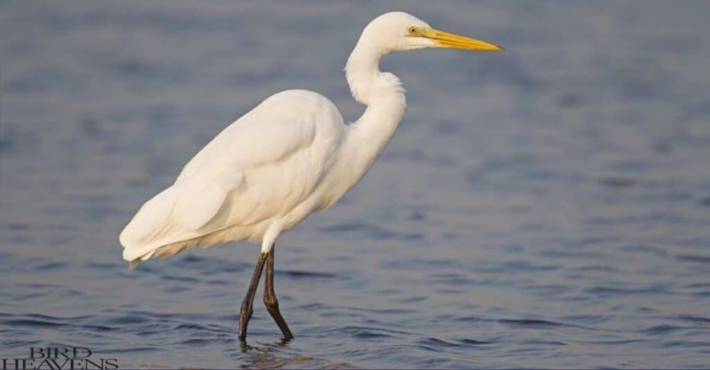 Great Egret is found in michigan