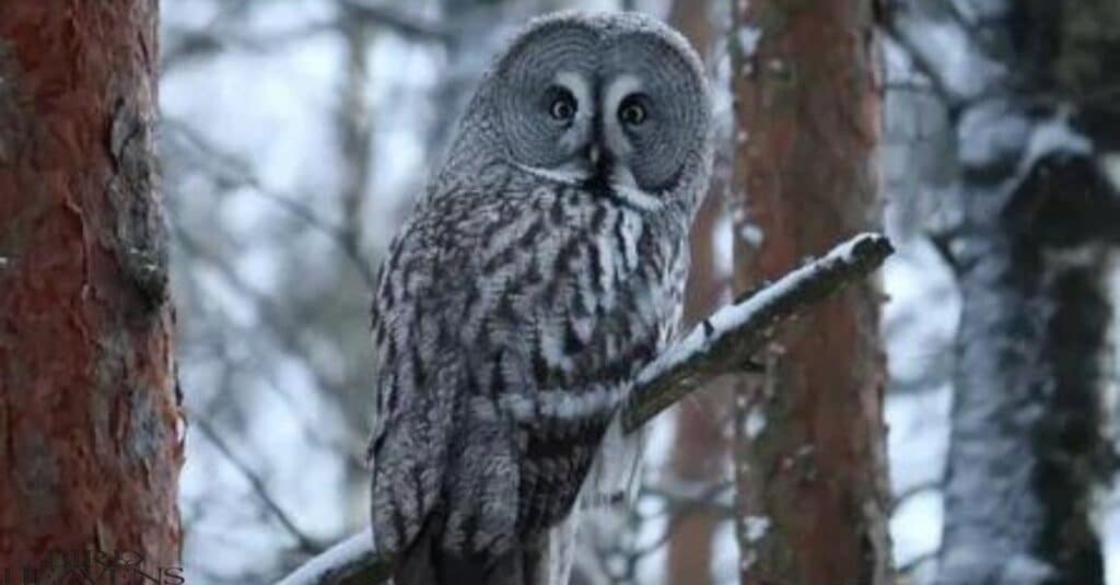 Great Gray Owl l is one of owls found in michigan