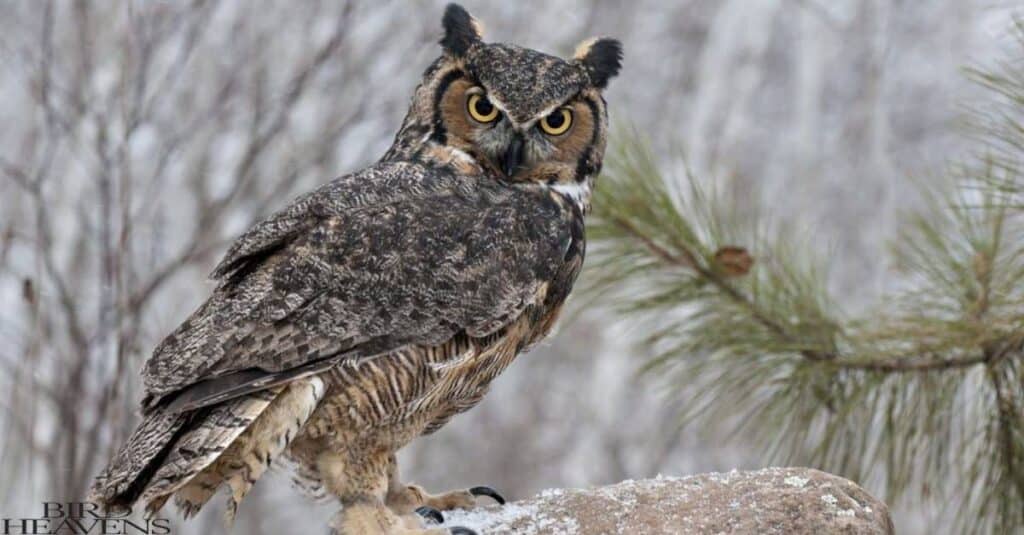 Great Horned Owl is one of owls found in michigan