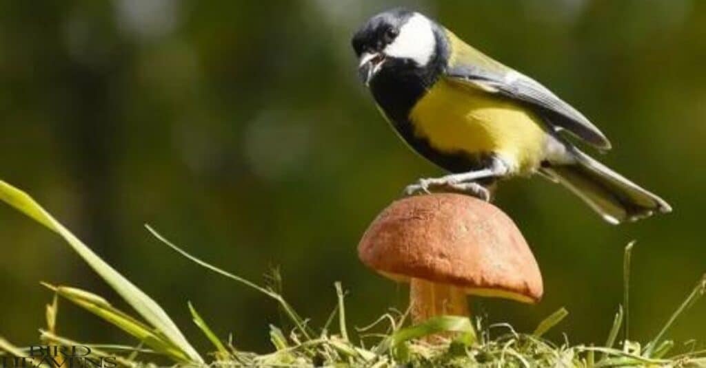 Great Tit is in list of birds having funny names