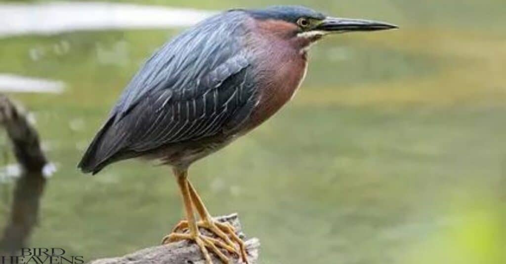 Green Heron is 18 inches tall