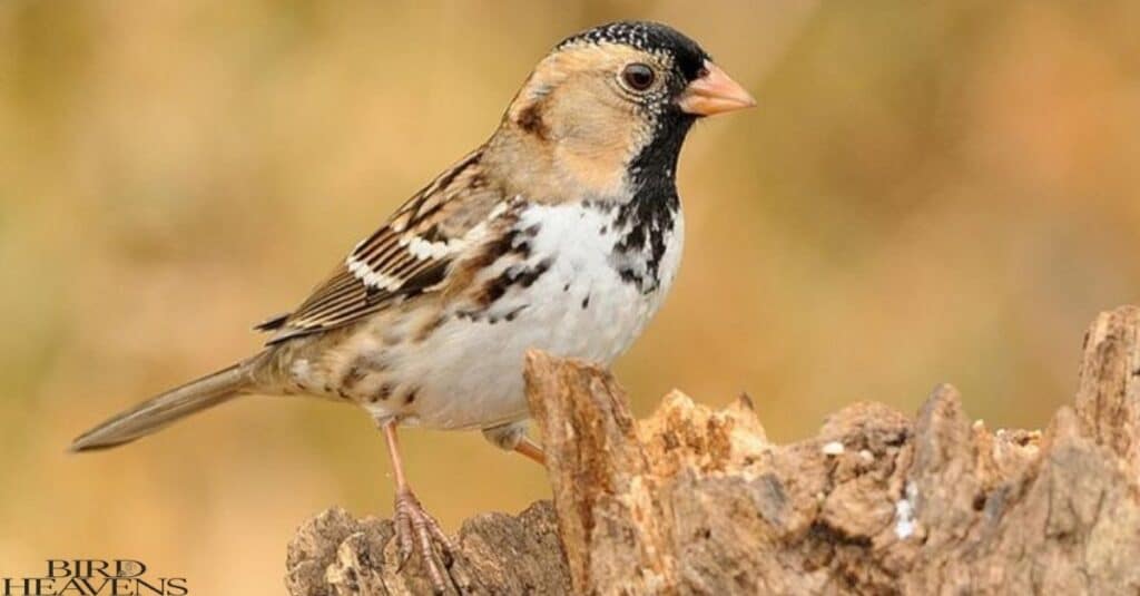 Harris's Sparrow is bird have white belly