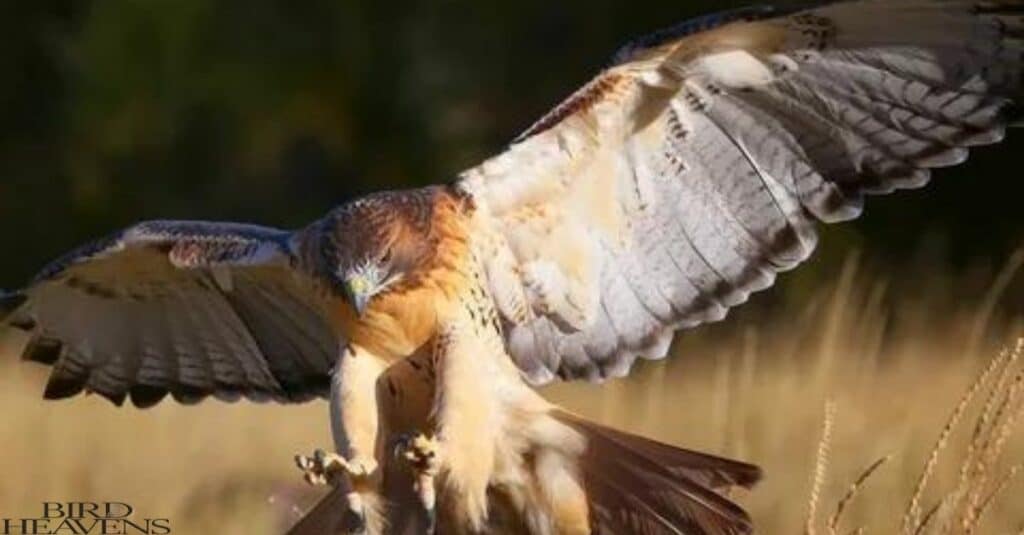 Hawk can see clearly only during day time