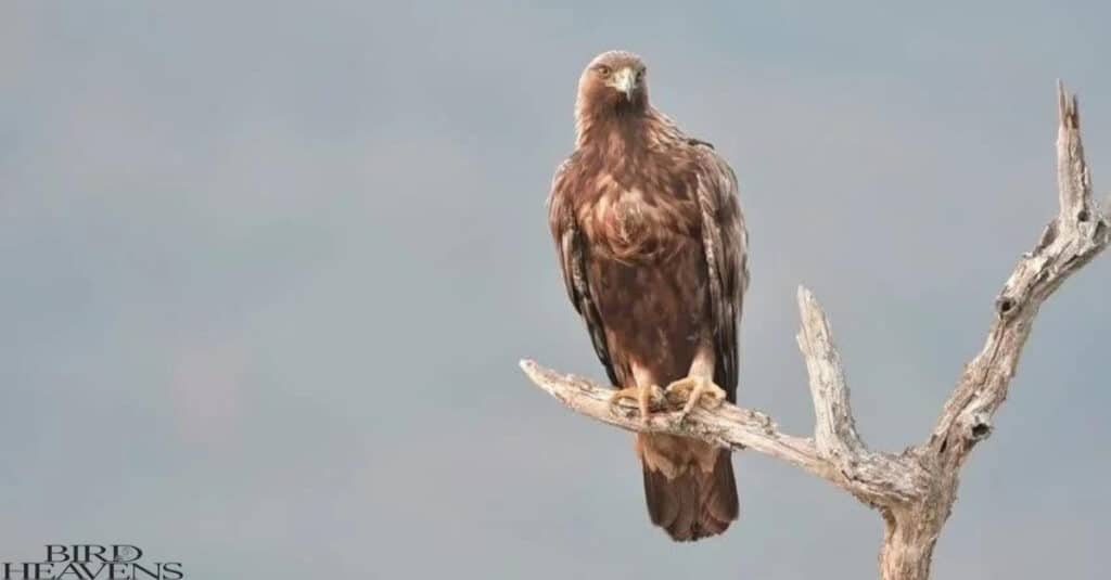 Hawks find some safe place during night