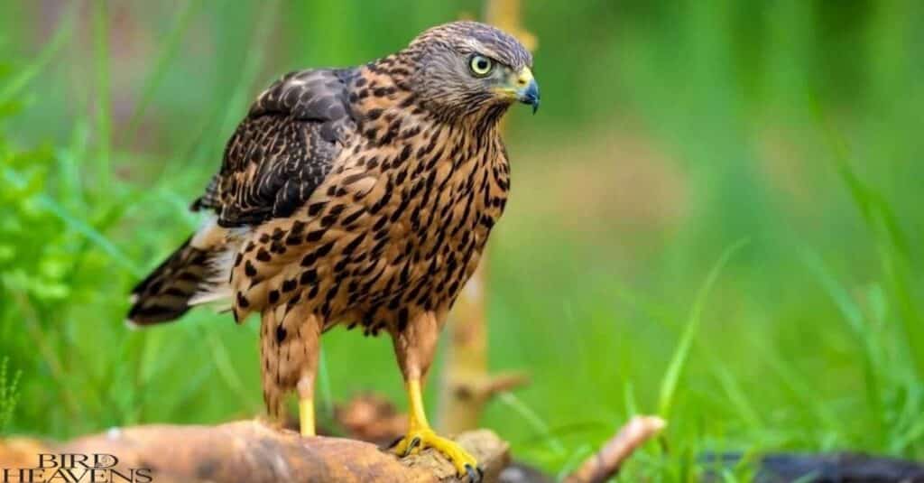 Hawks may attack human due to territory defence