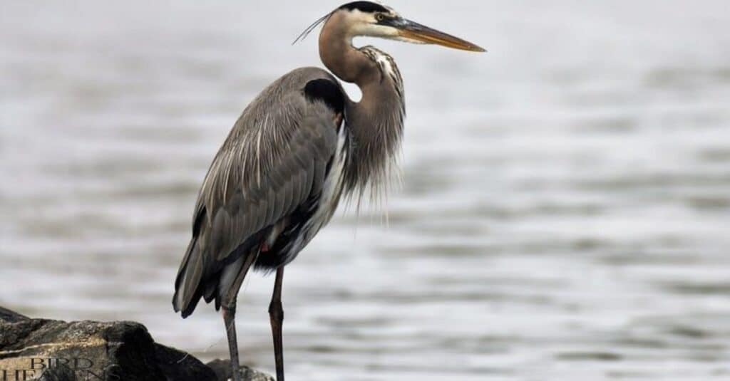 Heron is standing on rock