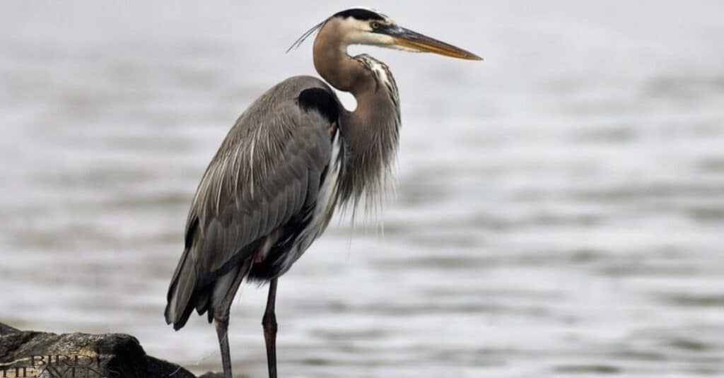 The heron family is much more diverse than the crane family.