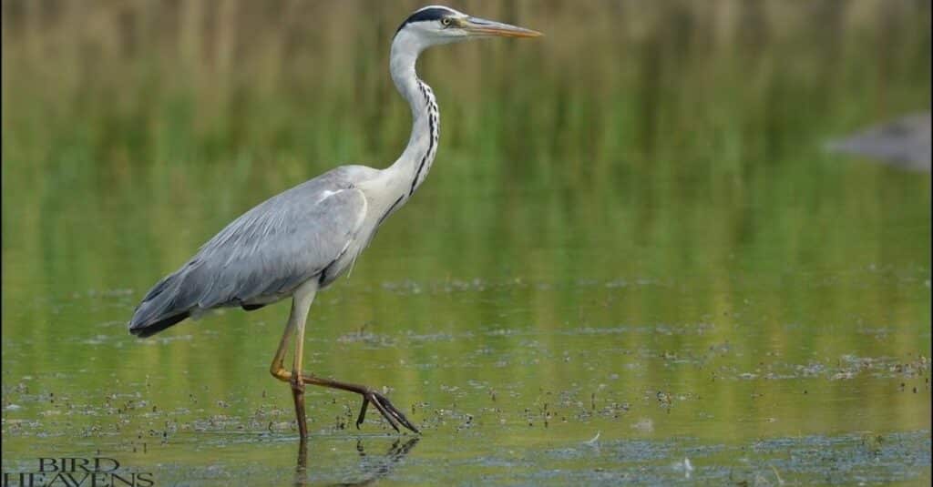 Herons In Michigan