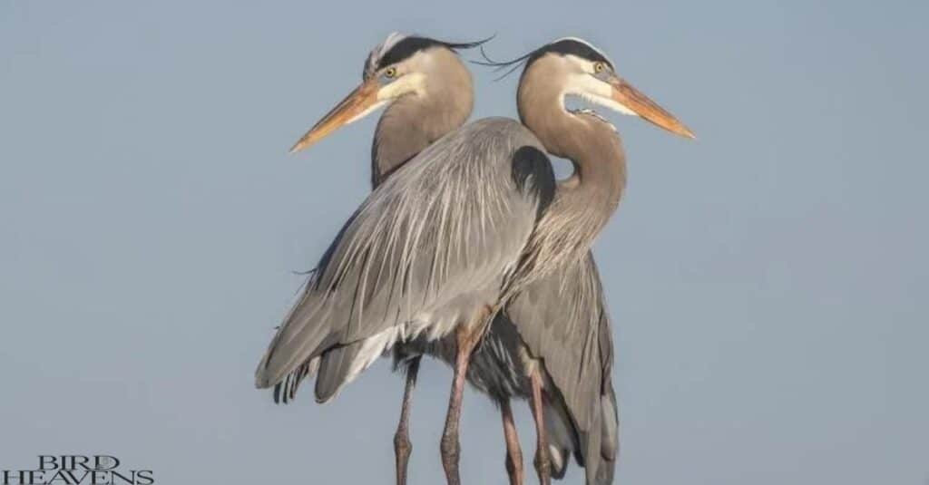 Two great blue herons perched gracefully