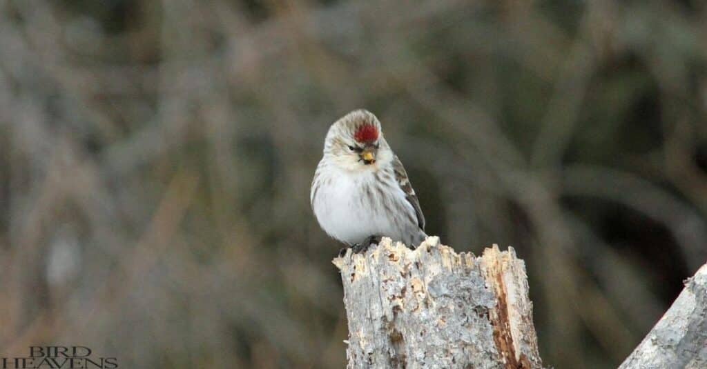 Hoary Redpoll is perched on tree