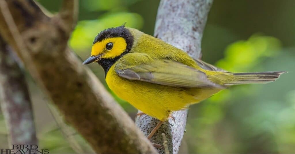 Hooded Warbler is found in ohio