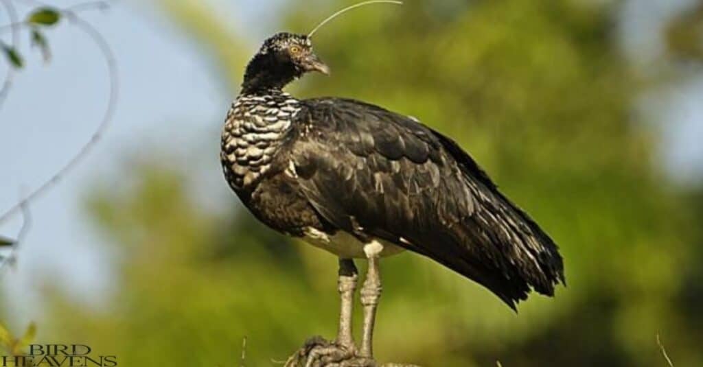 Horned Screamer is in list of birds having funny names