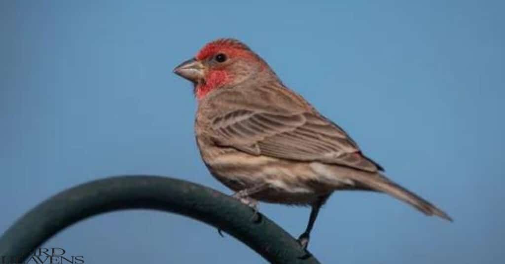 House Finch is perched on tree