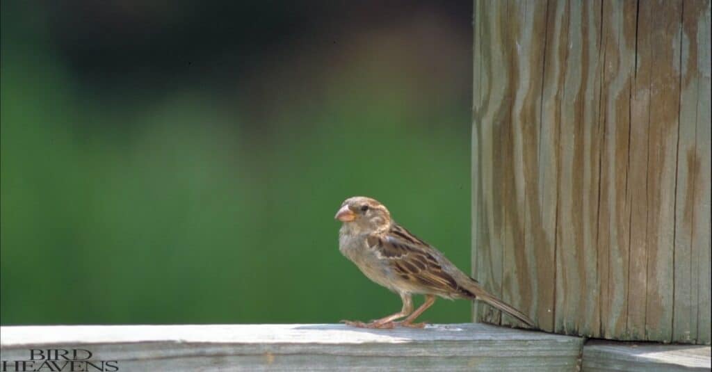 House Sparrows are tr invasive in many parts of the world.