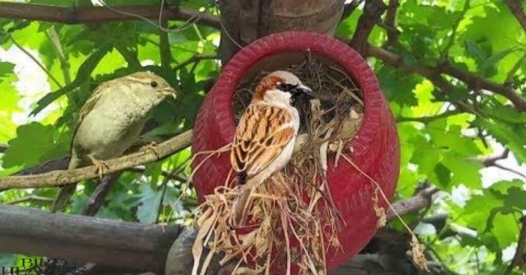 House Sparrows become aggressive during breeding season