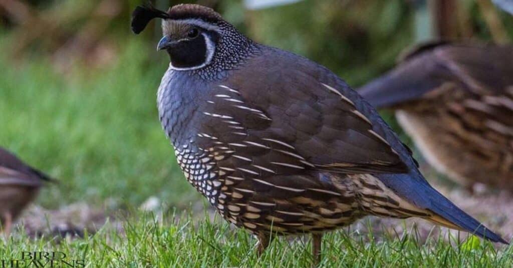 How Long Do Quail Live