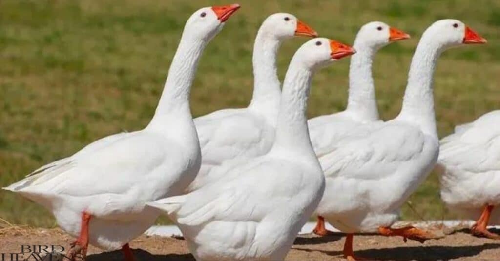 How and Where Do Geese Sleep