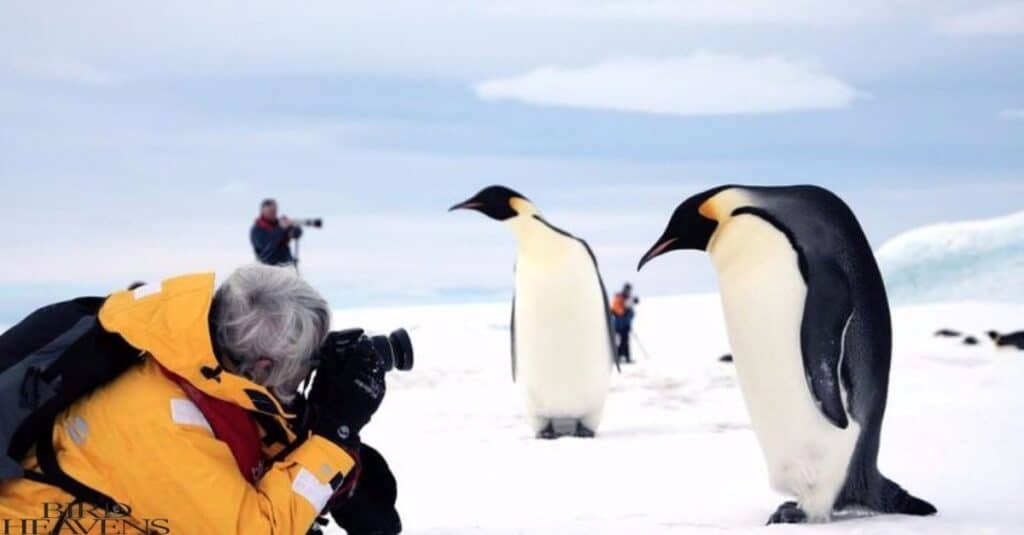 Human-Penguin Interactions